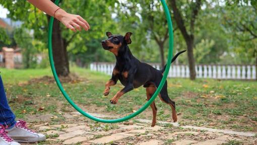 Hund springt durch den Trainingskreis