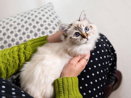 Cat laying in woman's arms