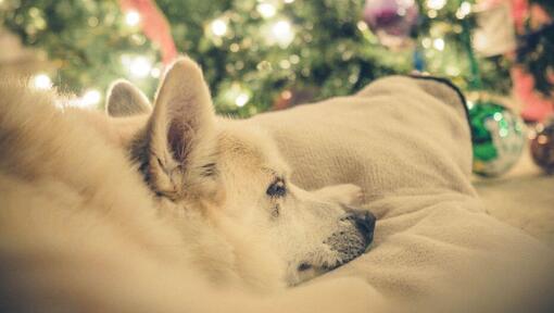 Der Norweger Buhund macht ein Nickerchen in der Nähe des Weihnachtsbaumes