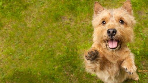 Terrier springt in Richtung Kamera