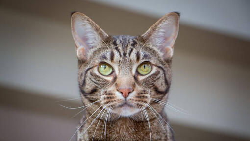 Ocicat beobachtet etwas nachdenklich