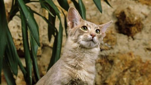 Orientalische Langhaarkatze steht in der Nähe des Blumentopfs