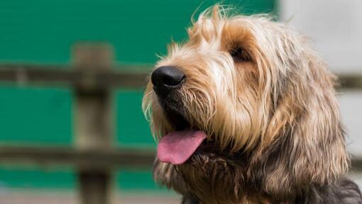 Otterhound schaut in die Ferne