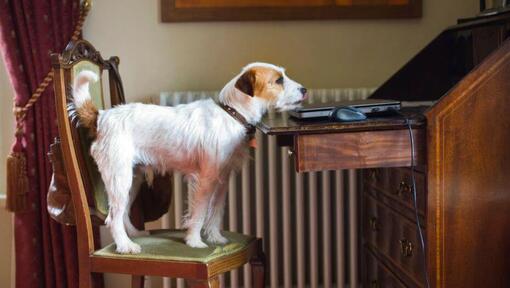 Parson Russell Terrier auf dem Stuhl