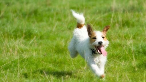 Parson Russell Terrier läuft auf dem Feld