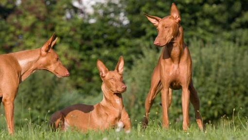 Drei Hunde ruhen auf dem Gras