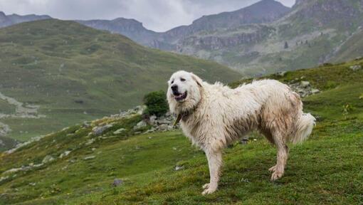 Der Pyrenäen-Berghunde steht in der Nähe der Berghänge