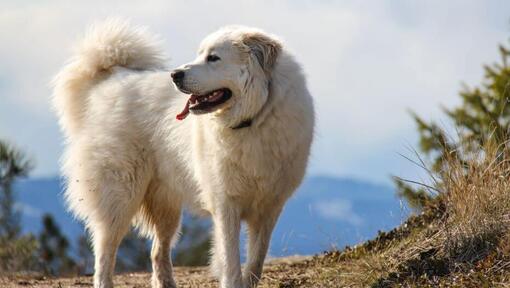 Pyrenäen-Berghunde geht in der Nähe des Berges