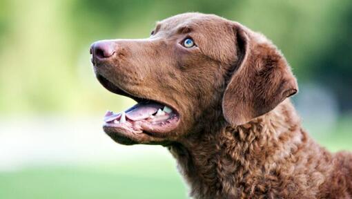 Chesapeake Bay Retriever mit blauen Augen.