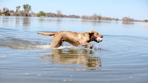 Chesapeake Bay Retriever im Wasser.