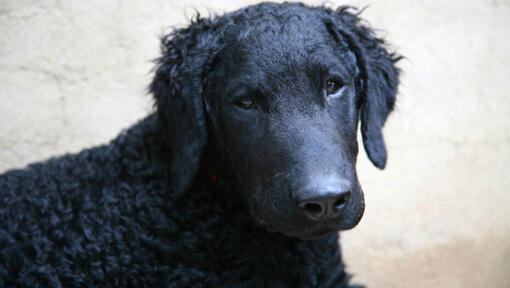 Schwarzer lockiger beschichteter Retriever schaut auf Kamera