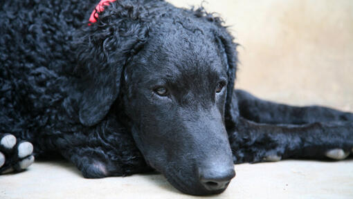 Der lockige Retriever mit rotem Kragen liegt auf dem Boden