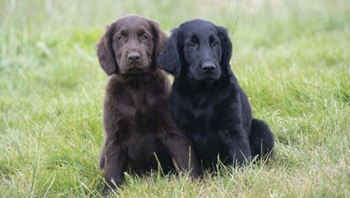 Schwarze und braune Flat Coated Retriever-Welpen sitzen im Gras.