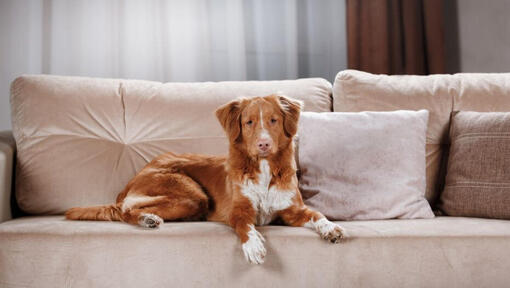 Retriever liegt auf der Couch