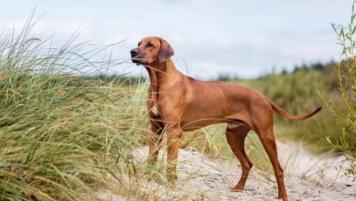 Rhodesian Ridgeback steht auf dem Sand