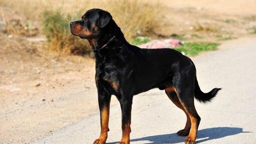 Rottweiler steht auf der Straße