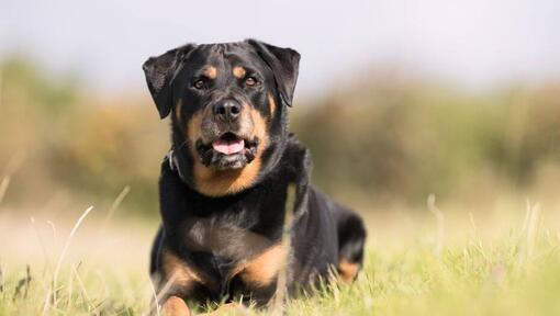 Rottweiler liegt im Gras