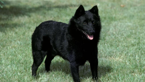 Schipperke steht im Gras und freut sich