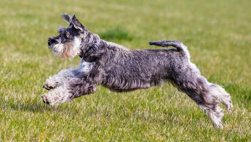 Schnauzer spielt und springt auf dem Rasen