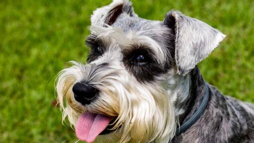 Schnauzer lächelt