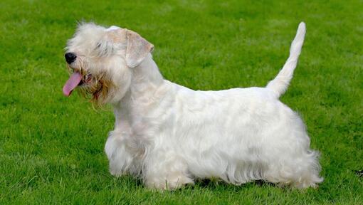 Sealyham Terrier steht auf dem Gras