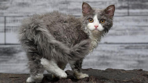 Selkirk Rex Katze schaut spielerisch zu