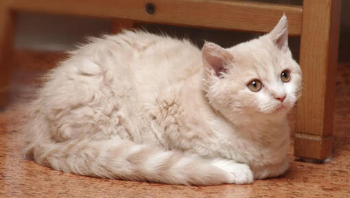 Selkirk Rex Katze liegt auf einem Boden in der Küche