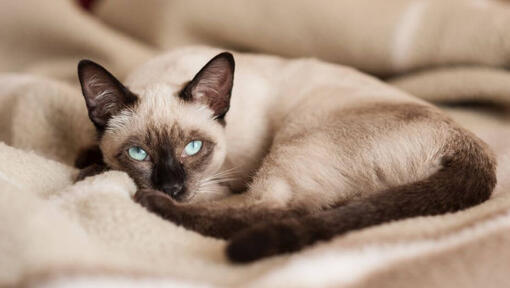 Siamesische Katze liegt auf einer Decke