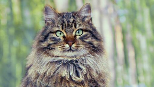 Sibirische Waldkatze steht in der Nähe von Holz