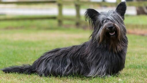 Dunkelgrauer Skye Terrier, der auf dem grünen Gras sitzt