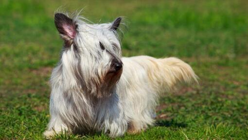 Leichter Skye Terrier der auf dem Gras geht