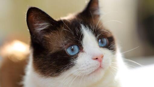 Snowshoe mit blauen Augen schaut tief zu