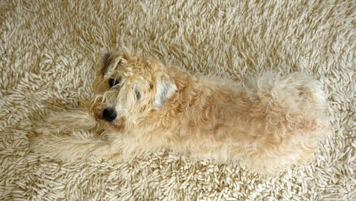 Terrier liegt auf dem Teppich