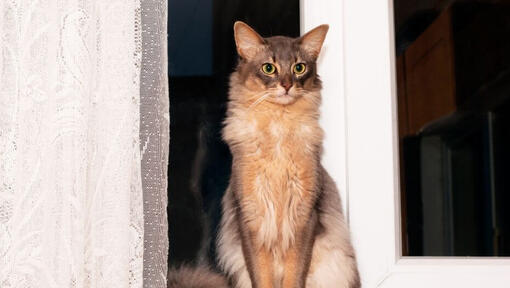 Somalische Katze steht in der Nähe des Fensters