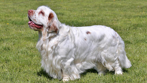 Heller Spaniel steht im Gras