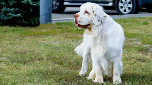 Heller Spaniel steht im Gras