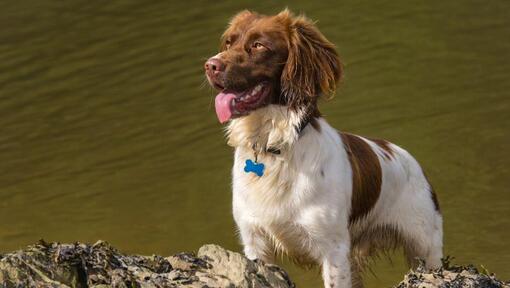 Welsh Springer Spaniel steht in der Nähe des Wassers