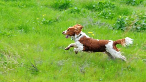 Welsh Springer Spaniel läuft mit Gras auf dem Feld