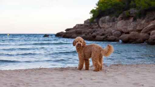 Hund der auf dem Seeufer steht