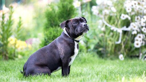 Staffordshire Bullterrier sitzt auf dem Gras