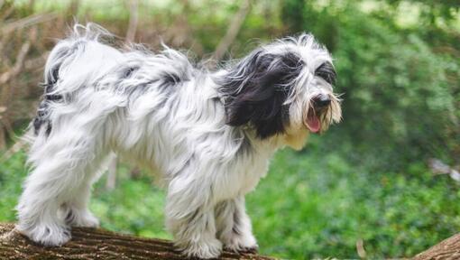 Tibet Terrier der im Wald spielt