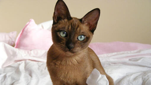 Tonkinese Katze sitzt auf dem Bett