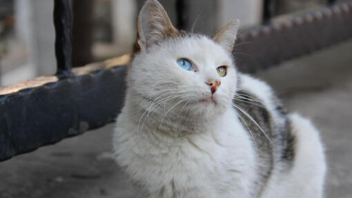 Die türkische Van-Katze sitzt auf dem Balkon