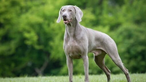 Weimaraner im Wald