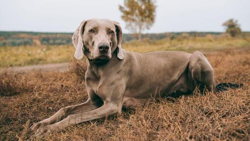 Weimaraner liegt auf dem Feld