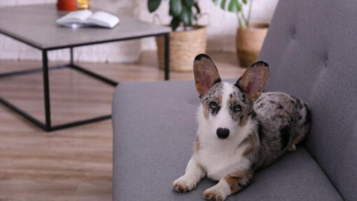 Welsh Corgi liegt auf dem Sofa