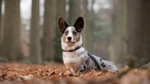 Walisischer Corgi, der im Wald steht