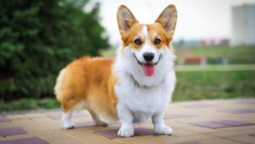 Welsh Corgi steht und freut sich