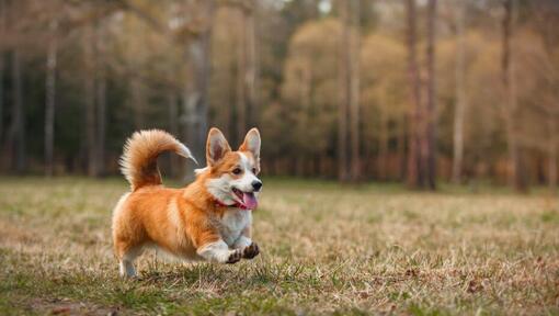 Welsh Corgi der im Wald läuft