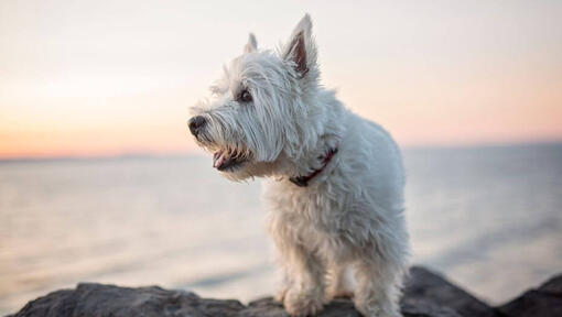West Highland White Terrier sitzt in der Nähe des Wassers